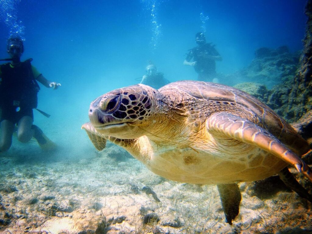 Nurkowanie z Żółwiami dla początkujących z polskim instruktorem