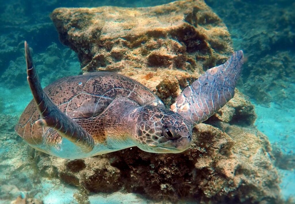 Nurkowanie na Cyprze po polsku z żółwiami