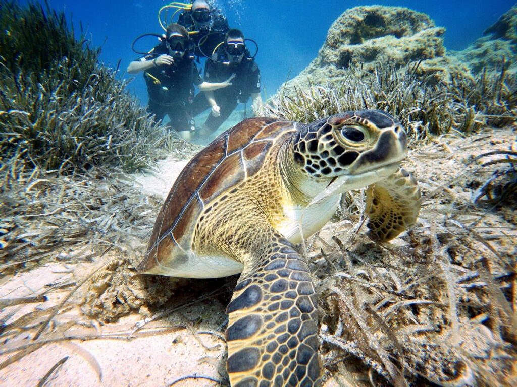 Pierwsze nurkowanie z żółwiami dla początkujących na Cyprze