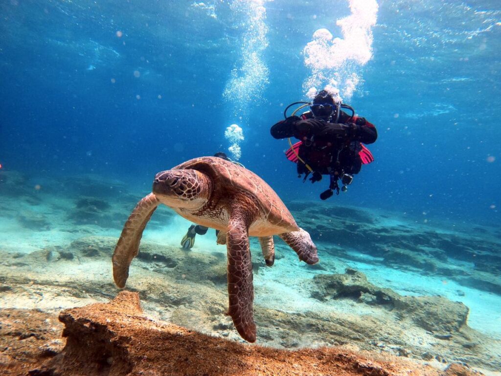 Spotkanie z żółwiem morskim podczas nurkowania na Cyprze