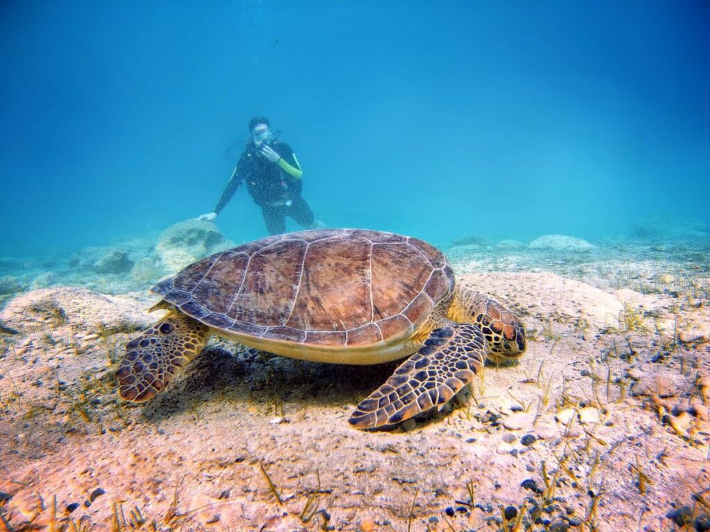 Zółw zielony podczas nurkowania w Green Bay na Cyprze